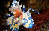 Harlequin krevety: obsah, popis, péče, chov, kompatibilita, fotografie