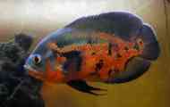 Astronotus tygří oko - obsah, péče, kompatibilita