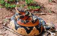 Bushmaster nebo surukuk