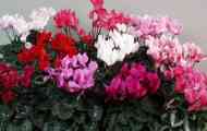 Cyclamen: obsah.popis, reprodukce, zobrazení, fotky, video, konev