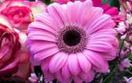 Gerbera: popis, fotografie, video, obsah, reprodukce, zavlažování, typy