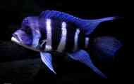 Chromis hezký, digitální obsah zebra, kompatibilita, chov.