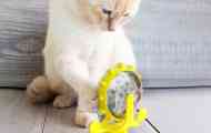 Nejlepší interaktivní hračky pro psy a kočky na alixpress