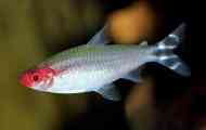 Rostomus - červená tetra: obsah, kompatibilita, chov, fotografie