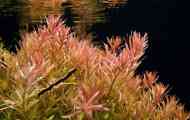 Rotala indica: obsah, reprodukce, popis, fotografie