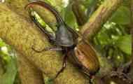 Hercules beetle