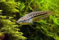 Gourats - perzistentní a nenáročné akvarijní ryby