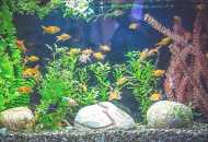 Vlastnosti obsahu obyvatel akvária