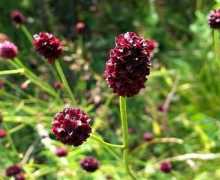 Léčivé rostliny: popis, vlastnosti, zobrazení