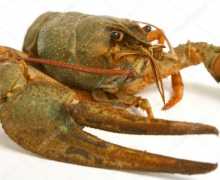 Cruise: popis, zobrazení, fotky