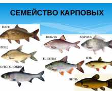 Cyprinidae carp rodina - akvárium a sladkovodní ryby