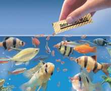 Metody krmení akvárií