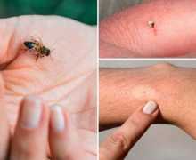 Jaký je rozdíl mezi včely, osami a čmelákem? Jaká včela vypadá?