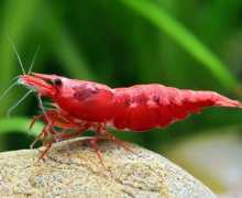 Typy akvárií krevety