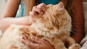 10 Znamení, že vás vaše kočka miluje