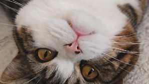 12 Let na internetu: maru, reality scot z japonska