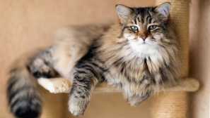 4 Plemena koček, které nejsou náchylné k nemocí a nedávají velké problémy