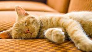 4 Příznaky, které naznačují, že vaše kočka je diabetes