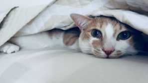 4 Podivné návyky domácích koček, které způsobují mnoho otázek od svých vlastníků