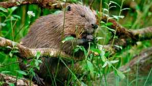 4 Zvířata, která poškodí ekologii méně než osoba
