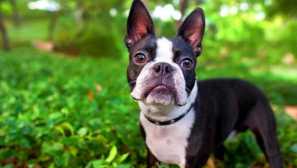 5 Plemen psů, které nevyžadují dlouhé procházky a lásku i konstantní lidi