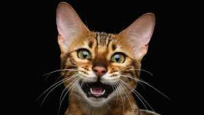 5 Důvodů, proč kočka bez příčiny křičí v noci a co s tím dělat?
