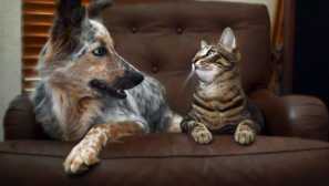 6 Vlastností chování koček a psů, pro které můžete předpovědět mráz