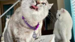 7 Slavné internetové kočky, z nichž každá účastníci jsou více než kterýkoli z vás