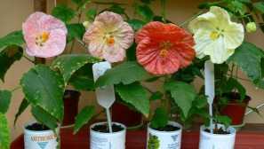 Abutilon: domácí péče, popis, zalévání, reprodukce, fotografie, video