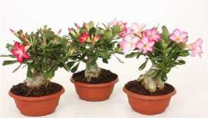 Adenium: obsah, pěstování, péče, reprodukce, fotografie, video, zobrazení