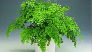 Adiantum: popis, chov, péče, onemocnění, názory, fotky, video, zalévání