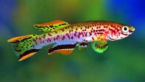 Aphisemion gardner: obsah, reprodukce, kompatibilita, krmení, fotografie