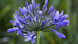 Agapantus: pěstování a přistání doma, foto, video