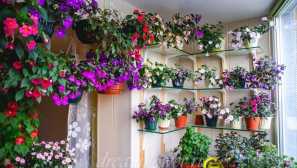 Achimeny: popis, reprodukce, obsah, pěstování, péče, fotografie, video