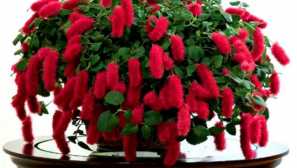 Acalifa: péče a pěstování doma