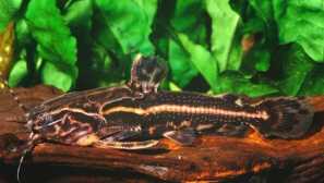 Akantodoracová hvězda (acantodoras spinosissimus): popis, obsah.