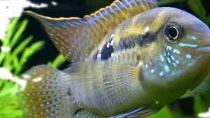 Akara tyrkysová: popis, obsah, krmení, reprodukce