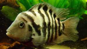 Akara kurvipace: reprodukce obsahu.