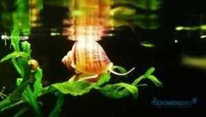 Aquarium snail ampulia - popis měkkýše