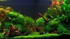 Akvarijní rostliny a jejich počet v akváriu