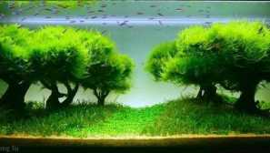 Aquaskeeper - přírodní akvárium.