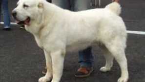 Alabai (centrální asijský ovčák): charakteristika plemene, popisu, péče a obsahu než krmení, normy, klady a nevýhody