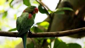 Alexandrian parrot: popis, obsah a chov