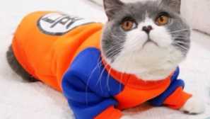 Aliexpress: kočky na jaře