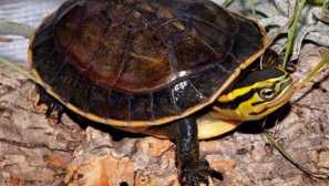 Amboinskaya závěsná želva