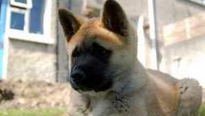 American akita: charakteristika plemene a jeho popis