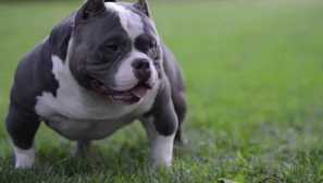 American bulli: příroda a původ plemene