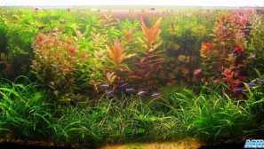 Ammion elegantní obsah reprodukce popis fotografie péče.