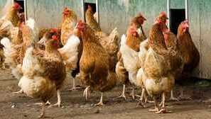 Amprolium: pokyny pro použití, lék pro ptáky