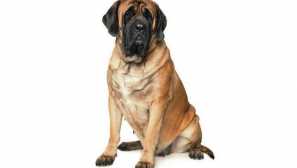 Anglický pes - mír-milující obří s charakterem aristokratu